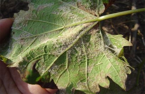 葡萄霜霉病的危害特征及防治方法