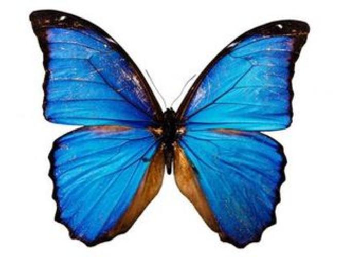 蝴蝶标本thebutterflyspecimens