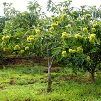 嫁接板栗树苗大红袍栗子各种稀有水果苗南方北方地栽种植当年结果 4年