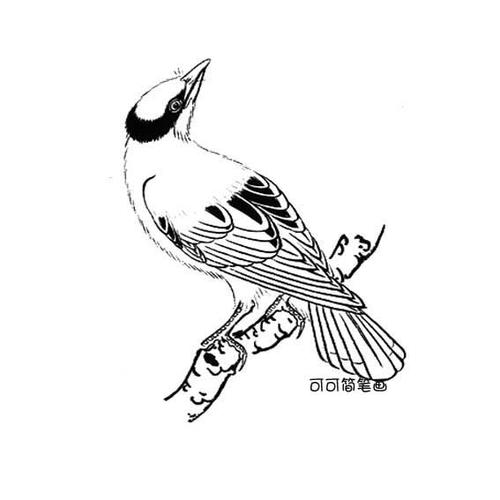 黄鹂鸟白描画法_可可简笔画