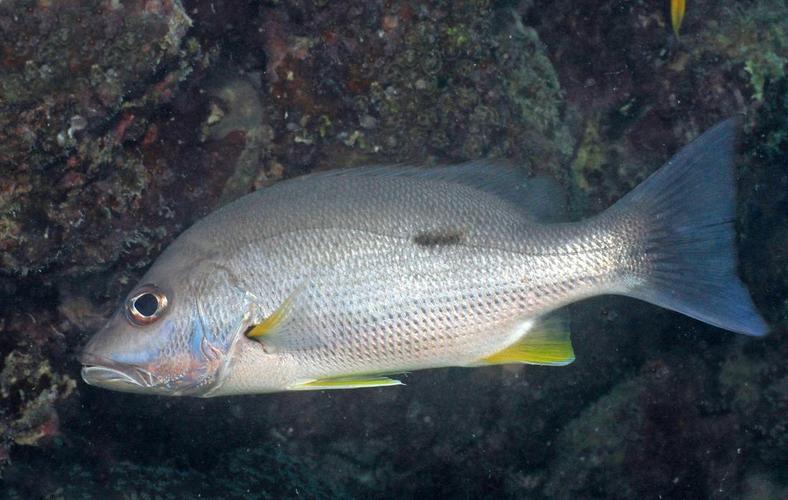 鲷属      lutjanus    海生鱼类 (具体哪种不知) 下图为    单斑笛鲷