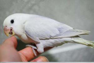 面类牡丹复合基因-牡丹鹦鹉爱好者之家