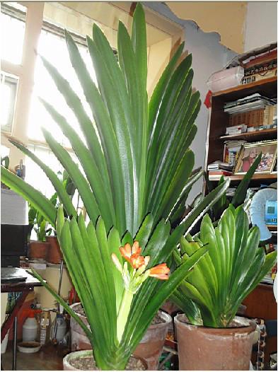 君子兰的主要品种介绍