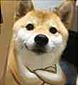 表情包 柴犬