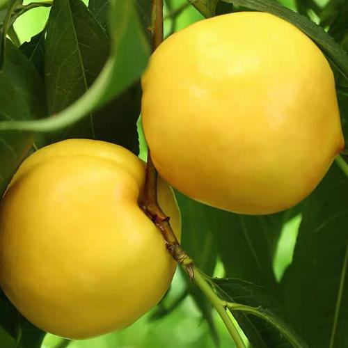 山东蒙阴黄金油桃5斤整箱