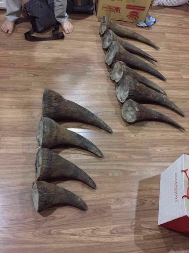 我有个犀牛角化石,不知道能卖多少钱,长度33公分,重1.6公斤