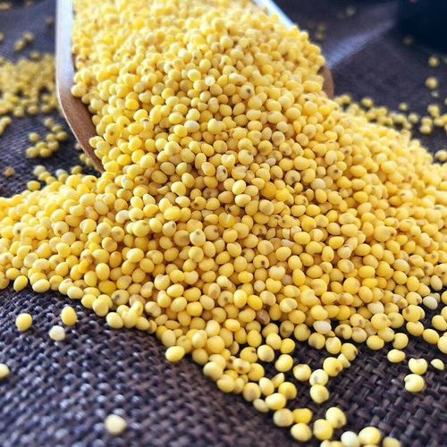 2019新大黄米黏黄米糯小米东北包粽子腊八的米甜饭凉糕软黍米5斤