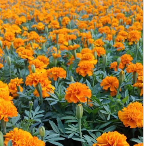 山西种植孔雀草报价