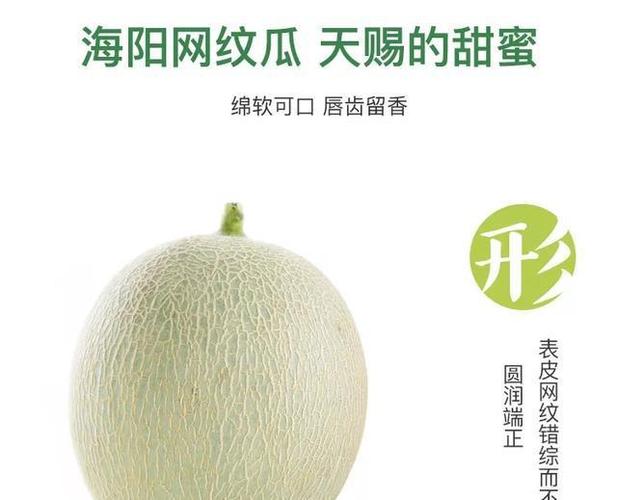 瓜中贵族的"网纹瓜"该如何挑选,教你三个小窍门,吃的甜到心坎