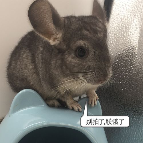 龙猫活体 幼崽_标灰龙猫银斑活体龙猫宝宝活体幼崽龙美国血统健康萌宠