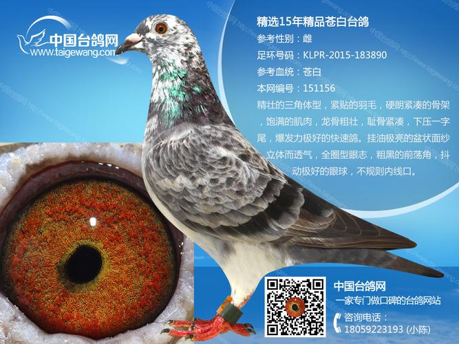 精选15年精品苍白台鸽