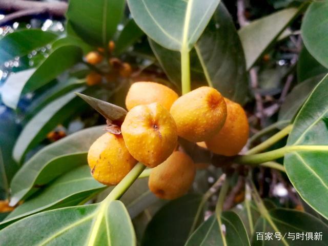 金灿灿的高山榕果实,让人喜忧参半