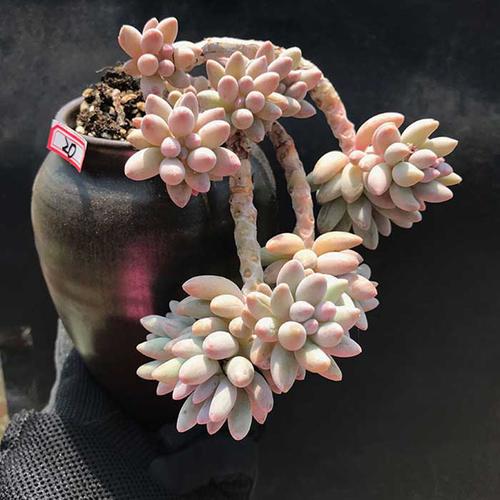 婴儿手指多头群生老桩多肉植物一物一拍悬崖桩悬挂式满百包邮