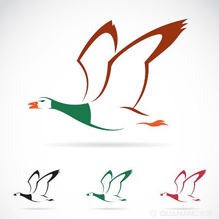 野鸭