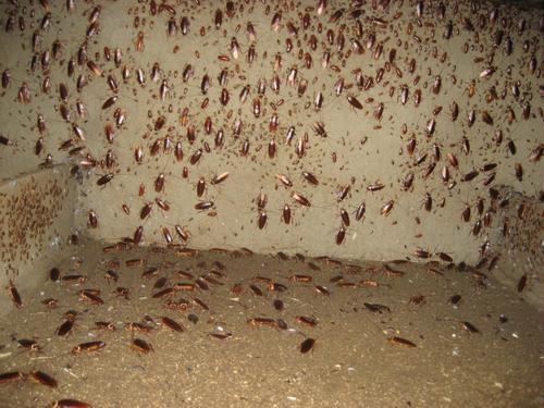 深圳福田区蟑螂什么样子-联系方式