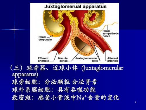 近球小体(juxtaglomerular   apparatus)   球旁细胞:分泌颗粒分泌