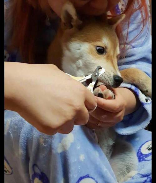 主人给柴犬剪指甲,它的表情太夸张都翻白眼了:啊,剪到