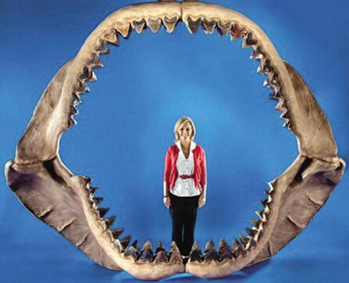 这种鲨鱼咬合力达36吨比霸王龙还狠,史上最强.