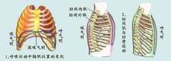吸气时,肋间肌收缩.呼气时,肋间肌舒张. 2用药编辑 采取针灸