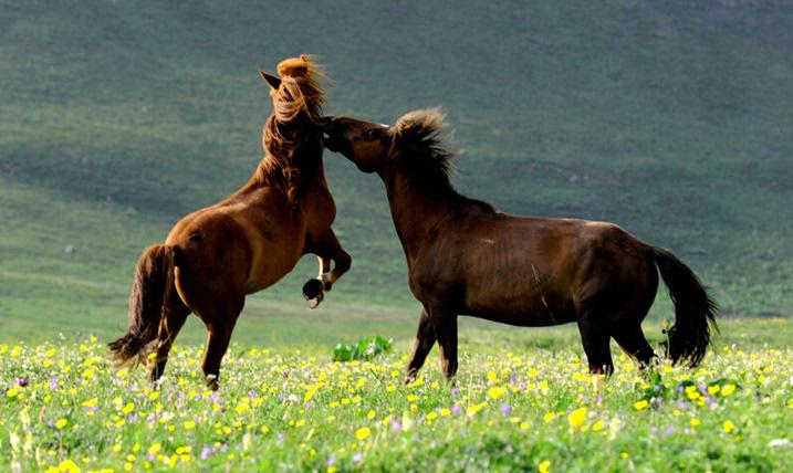 《巩乃斯的马》