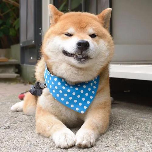 霸道总裁网红柴犬10岁了,以歪嘴笑走红网络,堪称移动表情包