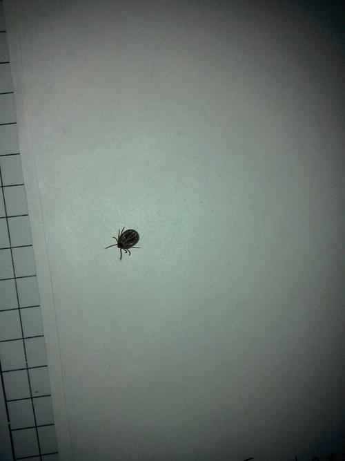 在我老家那边叫草爬子,附图!