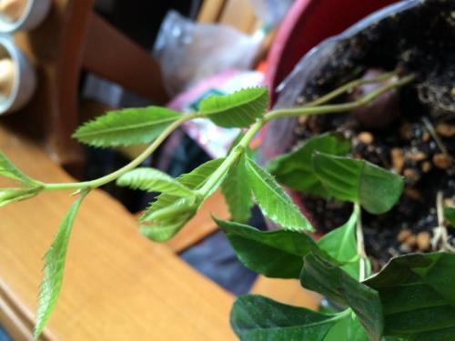 板栗发芽怎么种植图片说明