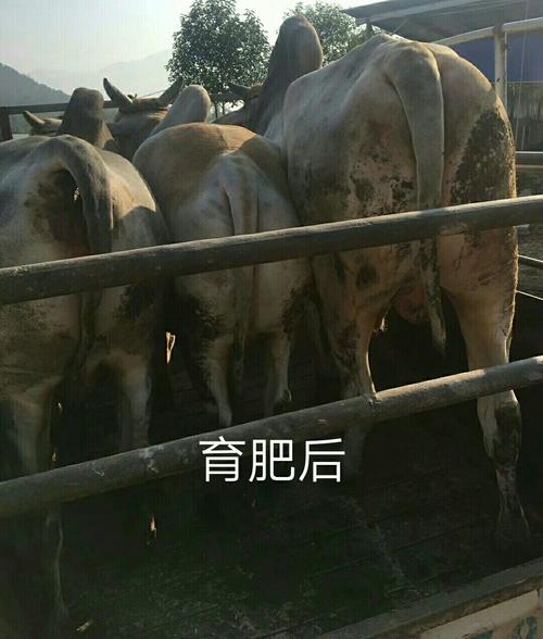 驼峰牛高效快速育肥方法介绍