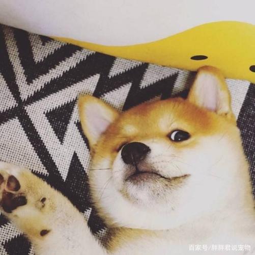 萌宠系-"行走的表情包"柴犬