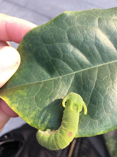 今天捡到一个虫子,听说是白带螯蛱蝶幼虫