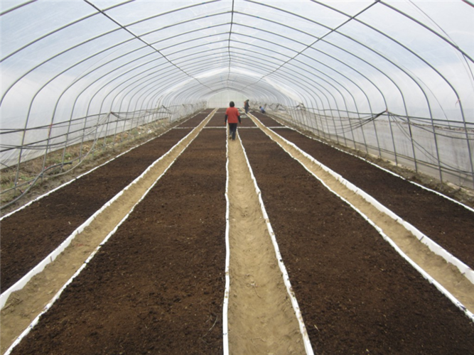 红豆杉苗床整理