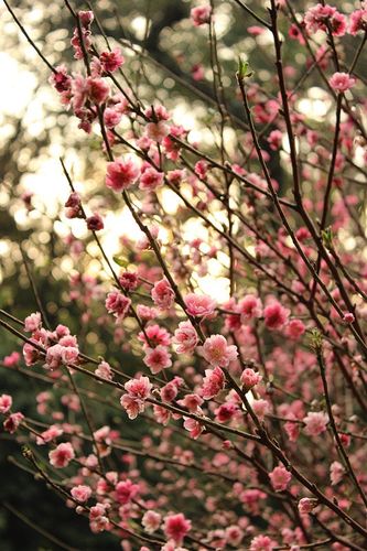 二月花
