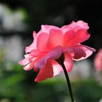 粉色月季花微信头像【点击鼠标右键下载】