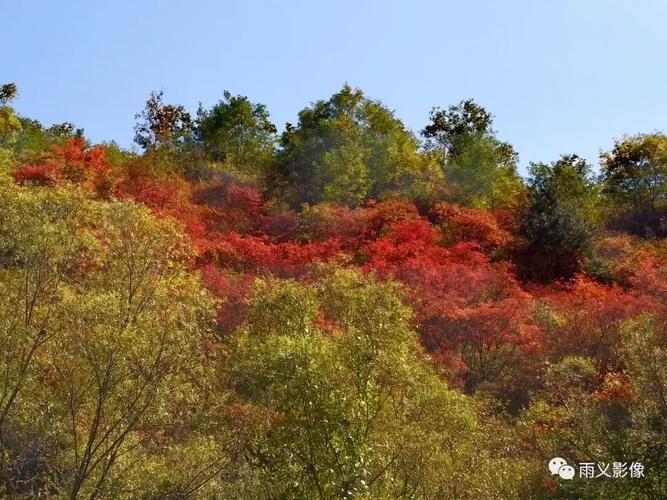 灵宝寺河山,红了!红了!