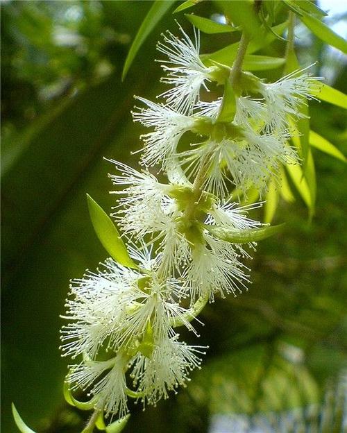 澳洲茶树,又叫互叶白千层.