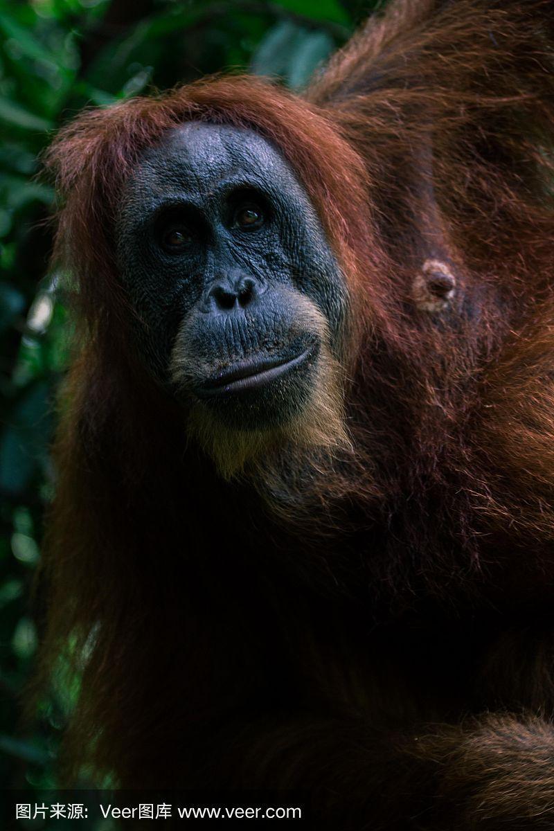 猩猩,苏门答腊岛,垂直画幅,野生动物,苏门达腊猩猩