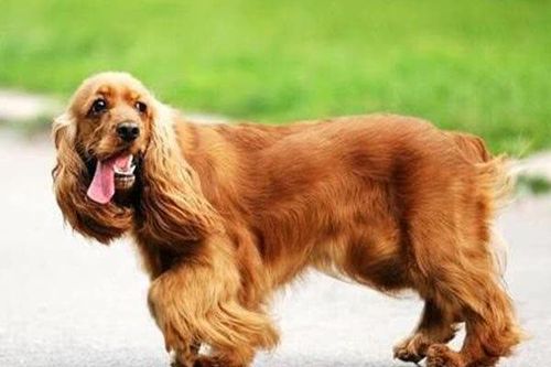 英国10大名犬斗牛犬和史宾格犬领衔你喜欢它们吗