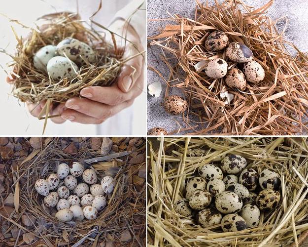 涂褌5班作品《一窝鹌鹑蛋》