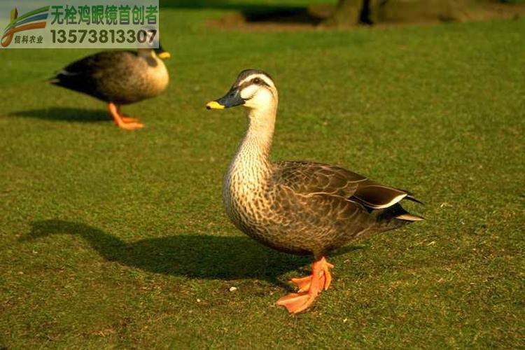 野天鹅脚环 大雁脚环 鹅脚环