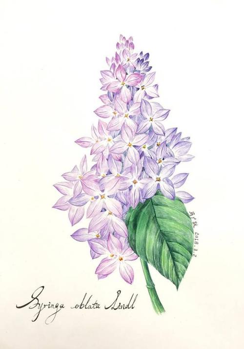 今年最值得看的展览!700 画家1000幅画作,用最细致的方式观察植物