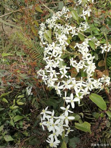 粗糠藤花,学名威灵仙