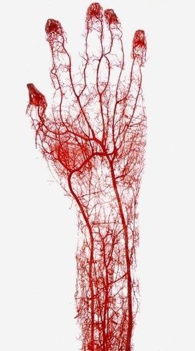 公开图集_177595_毛细血管