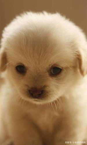 如果你有个小动物,它离开你了,你会想念它吗?