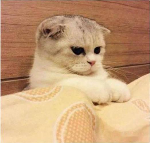 主人家就养了一只猫咪,非常可爱乖萌的折耳猫,那个小表情真的是非常的