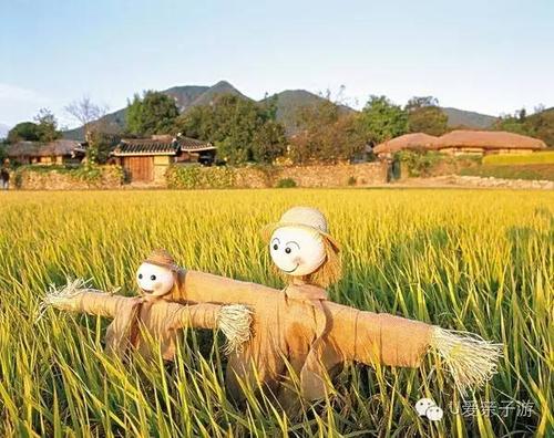 【攻略】我们一起去割稻谷,扎稻草人,守护秋天.