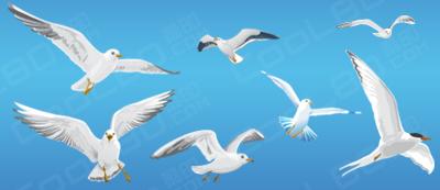 海鸥矢量图片
