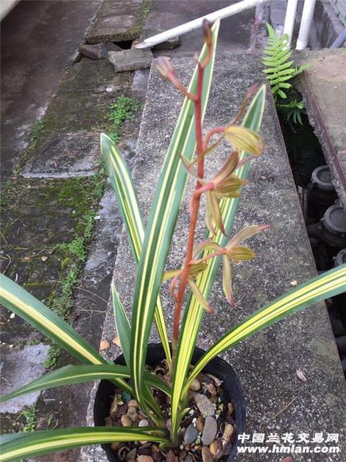 黄金宇宙殿,线艺带花