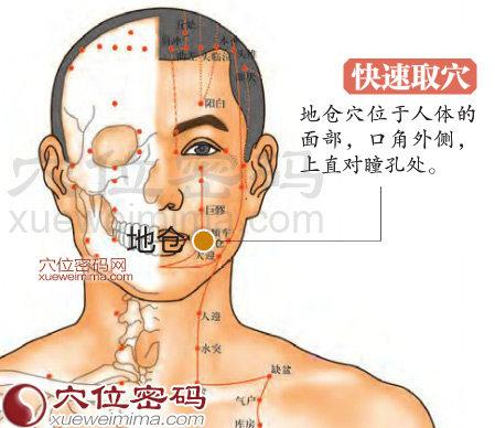 地仓穴位位置图_按摩地仓穴的作用与好处_经络穴位网