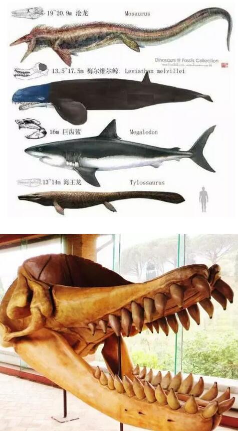 史前海洋十大恐怖生物