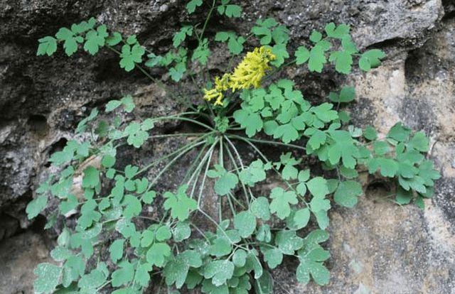 生长在岩石之间的"黄连",珍贵又稀少,成为贵州农民增收"致富宝"